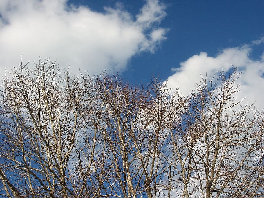 clouds, branches, blue sky, tree, nature, low angle view, cloud - sky HD wallpaper