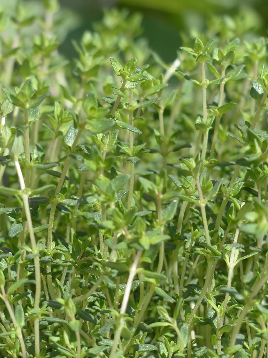 green plants, Thyme, Real, Kitchen, Herb, Leaves, real thyme