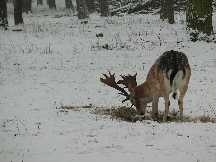 Hirsch, Fallow Deer, Winter, Snow, forest, blade, antler, flock HD wallpaper