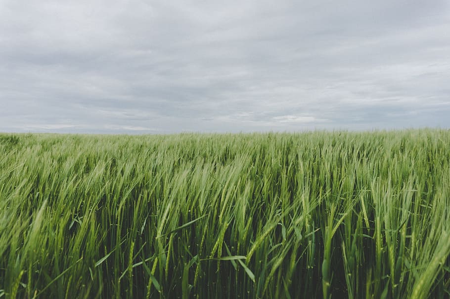 green grass field, field of green grasses during daytime, cloud HD wallpaper