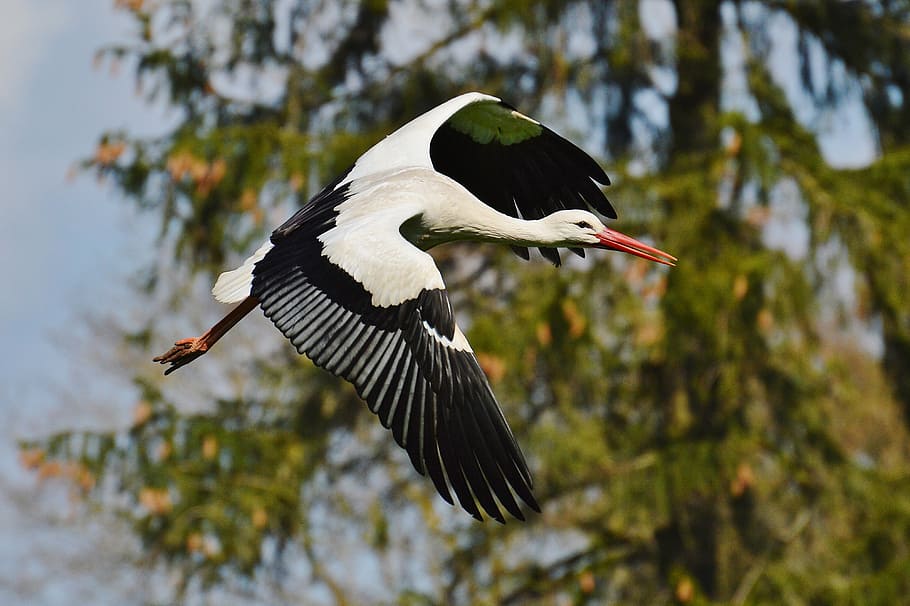 stork, fly, elegant, feather, bird, plumage, nature, animals HD wallpaper