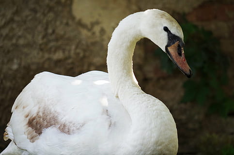 swan, bird, white, aqueous, feathers, beak, animal wildlife HD wallpaper