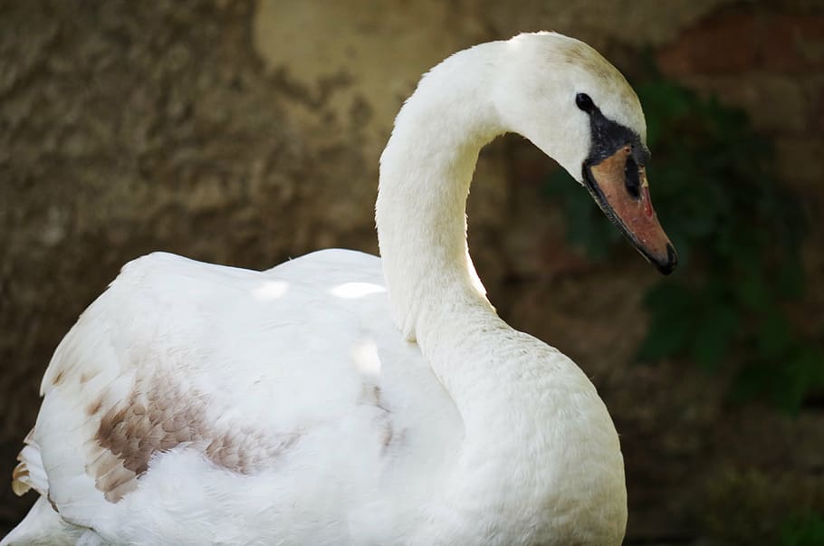 swan, bird, white, aqueous, feathers, beak, animal wildlife HD wallpaper