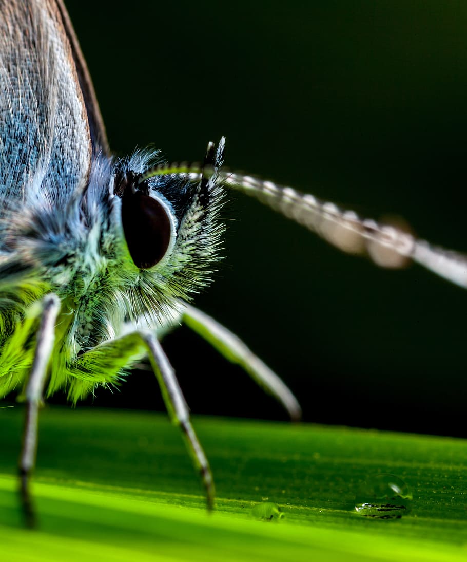 insect, butterfly, animals, wing, living nature, drop, lepidoptera HD wallpaper
