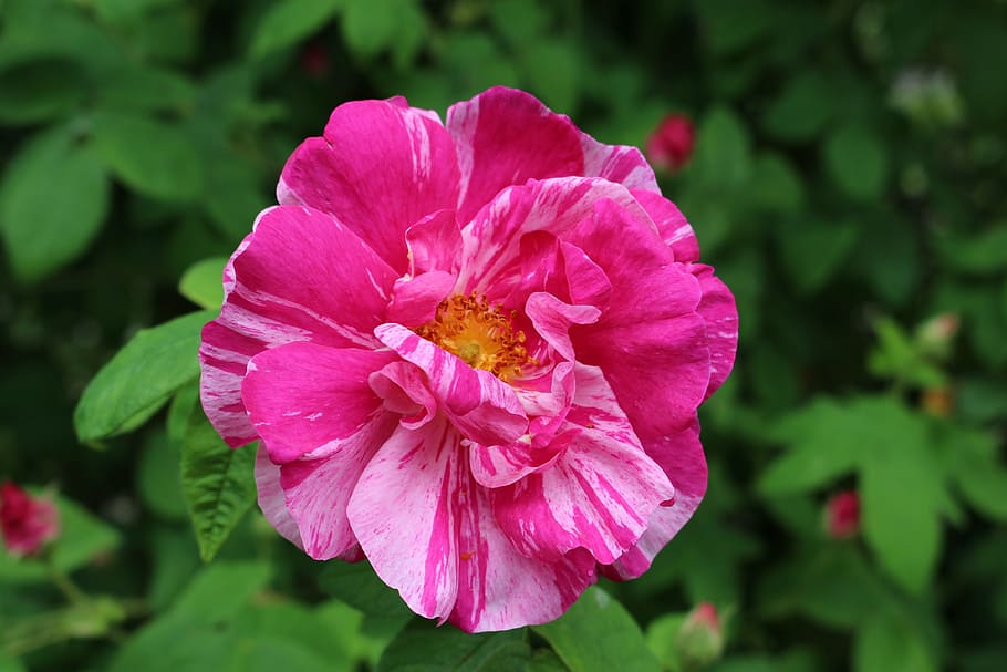 purple bloom, rose, close, violet, nature, plant, petal, flower HD wallpaper