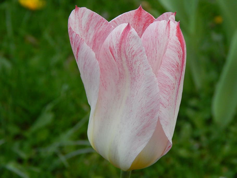 tulip, white, red, spring, nature, garden, tulpenbluete, frisch HD wallpaper
