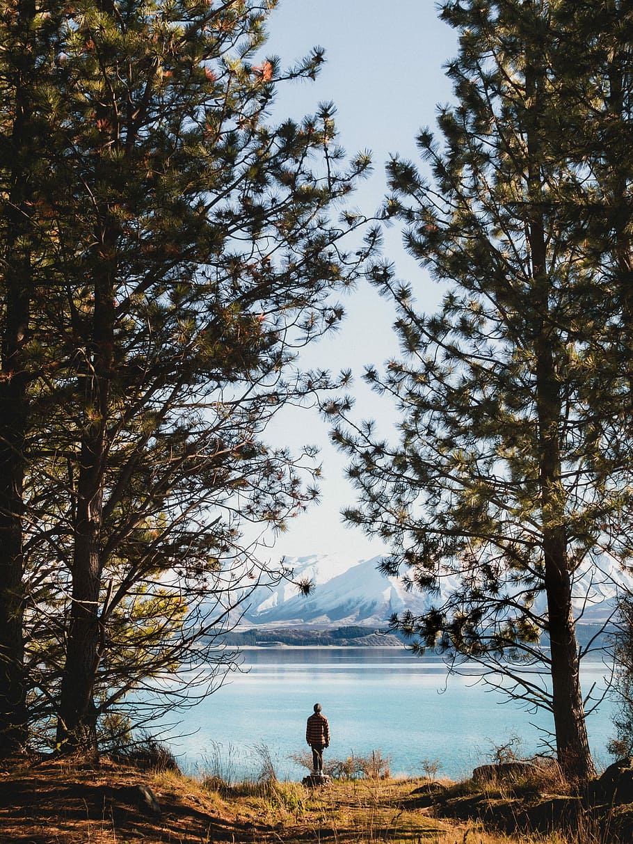 person standing beside body of water during day, man standing in front of body of water between pine trees HD wallpaper