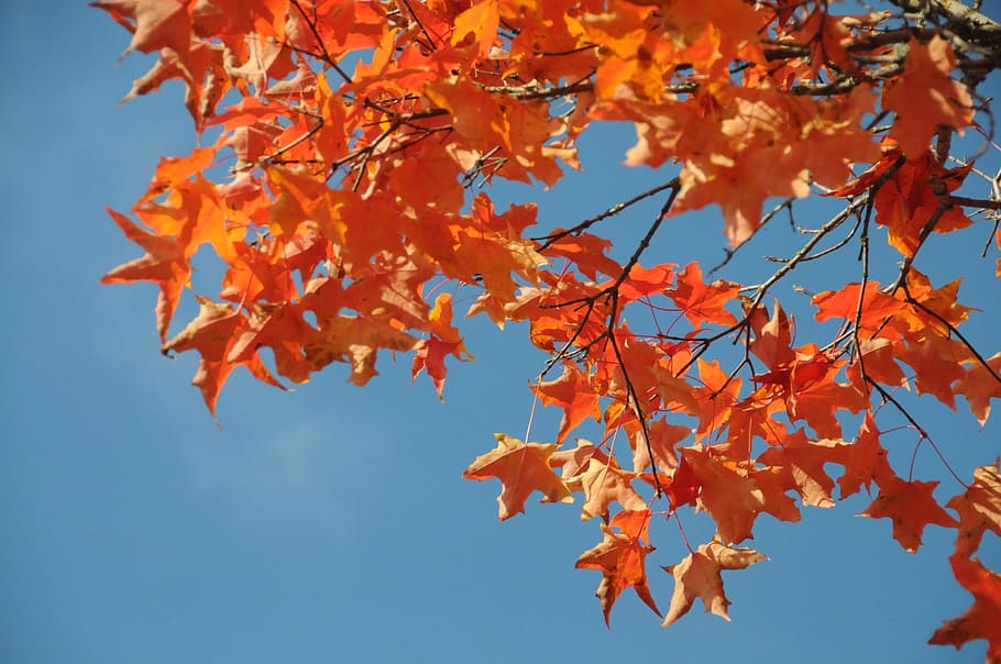 leaves, autumn, tree, red, orange, change, plant part, leaf HD wallpaper