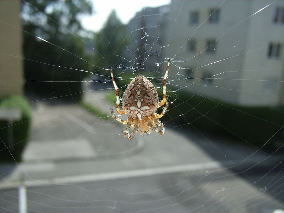 spider, cobweb, animal, insect, spider web, invertebrate, fragility HD wallpaper