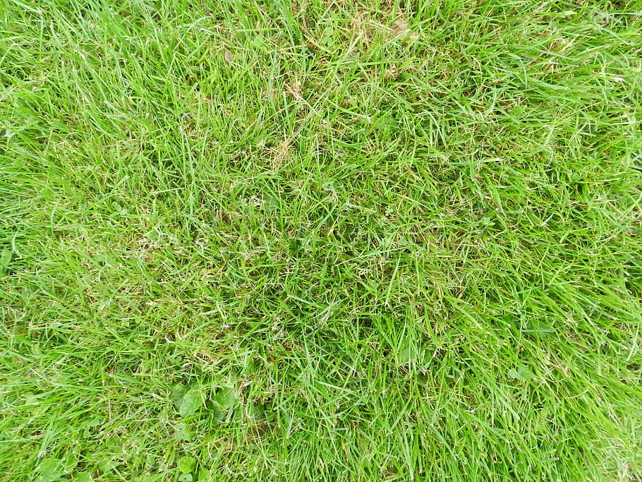 grass, soil, earth, green color, plant, land, full frame, field HD wallpaper