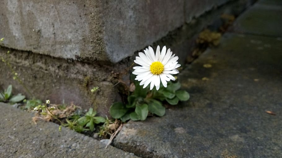 nature, summer, plant, flower, flowering plant, freshness, fragility HD wallpaper