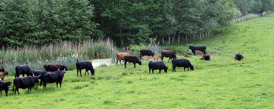 pasture, cattle, grass, landscape, nature, calves, flock, horns HD wallpaper