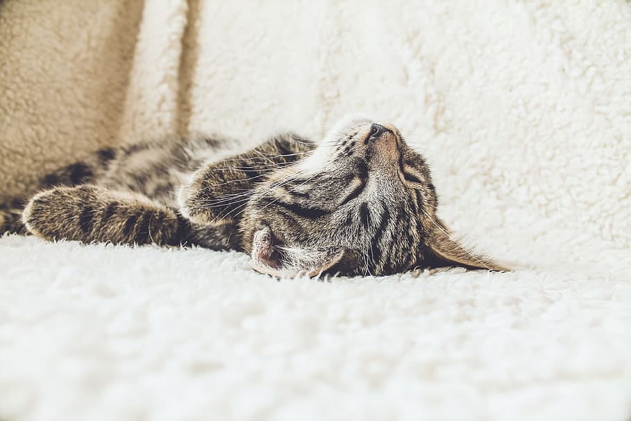 brown tabby cat lying on white textile, silver tabby kitten laying on fleece cloth HD wallpaper