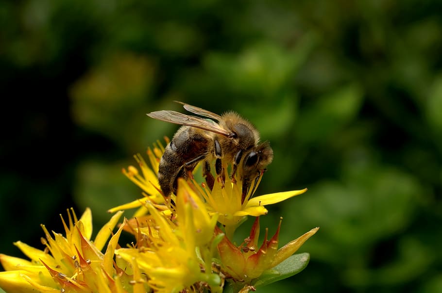 bee, insect, pollination, garden, work, nature, flower, sommer HD wallpaper