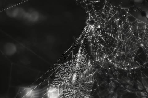 spider, web, cobweb, insect, creepy, black and white, macro HD wallpaper