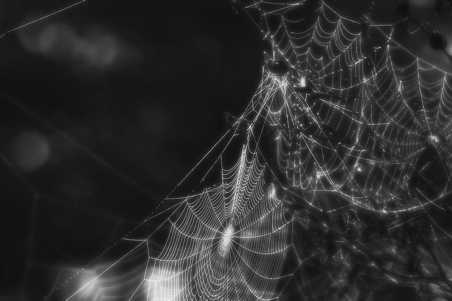 spider, web, cobweb, insect, creepy, black and white, macro HD wallpaper