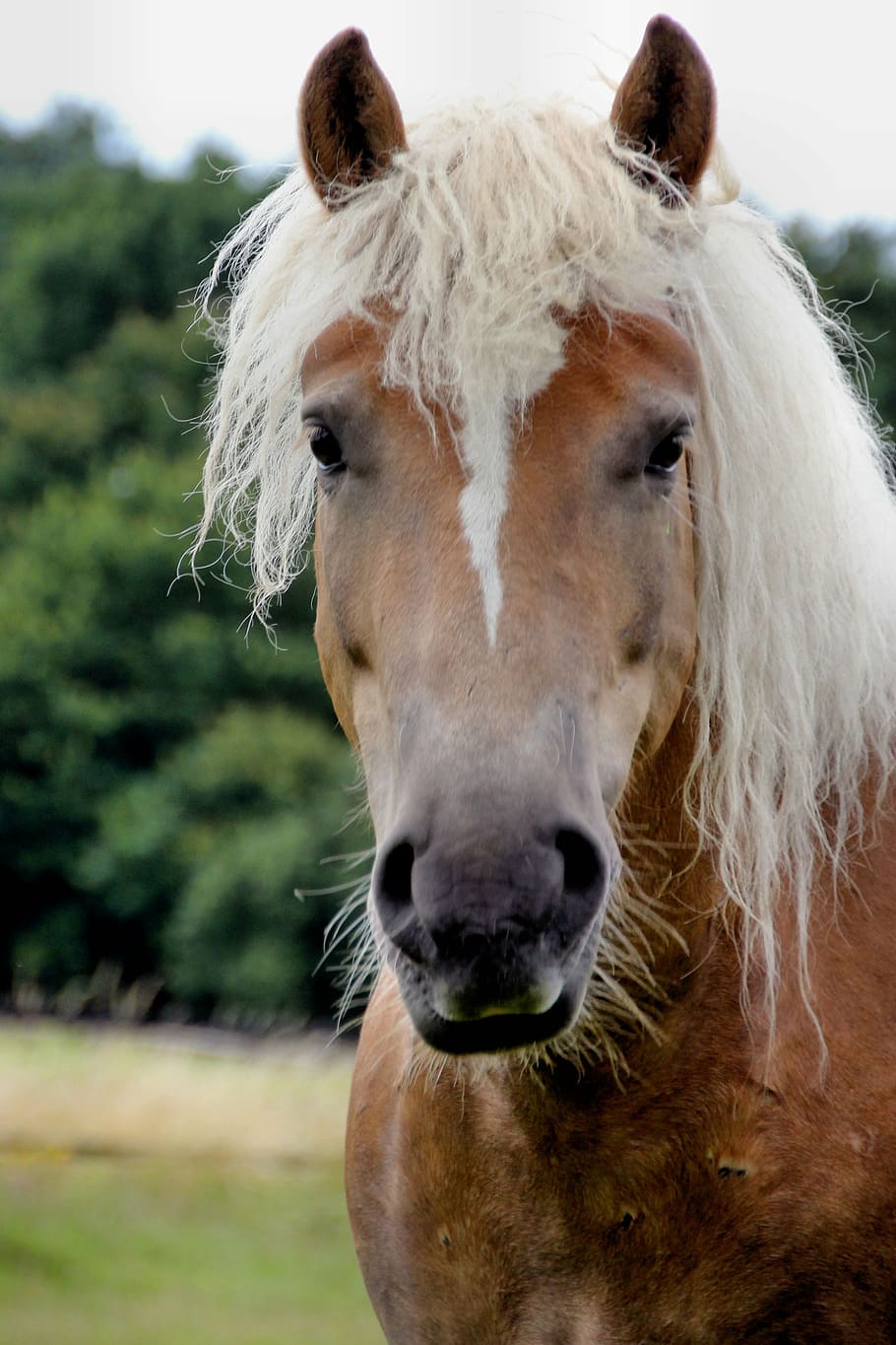 haflinger, portrait, gelding, animal, mammal, livestock, animal themes HD wallpaper