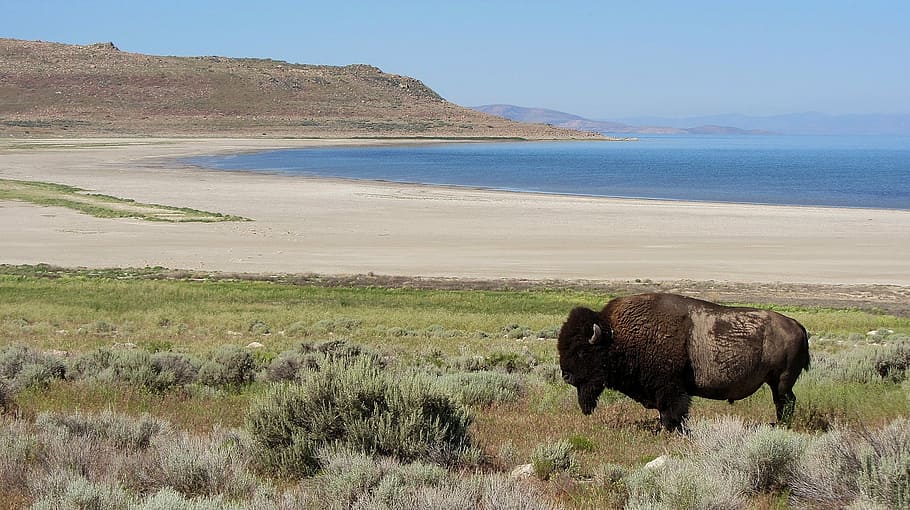 bison, usa, more, beach, sand, mountains, mammal, animal themes HD wallpaper