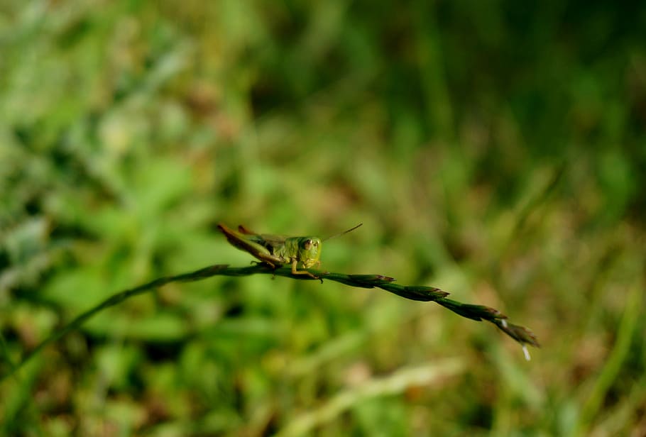 front, grasshopper, focus, nature, macro, wildlife, bug, locust HD wallpaper