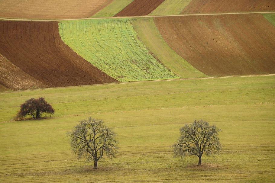 landscape, fields, nature, arable, agriculture, tree, green HD wallpaper