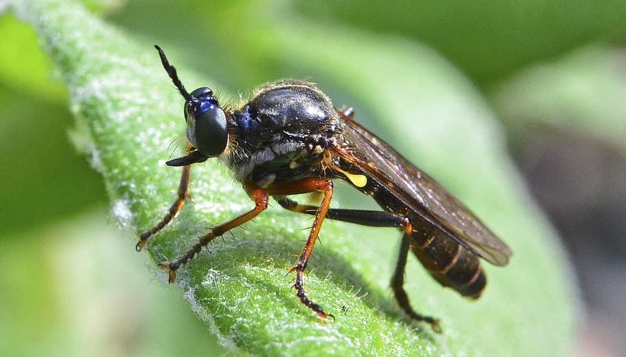 insect, fly, nature, macro, wildlife, animal themes, invertebrate HD wallpaper