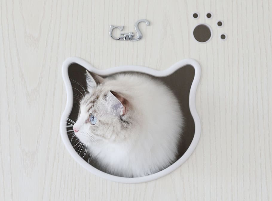 cat, animal, pets, feline, domestic cat, domestic animals, animal themes HD wallpaper