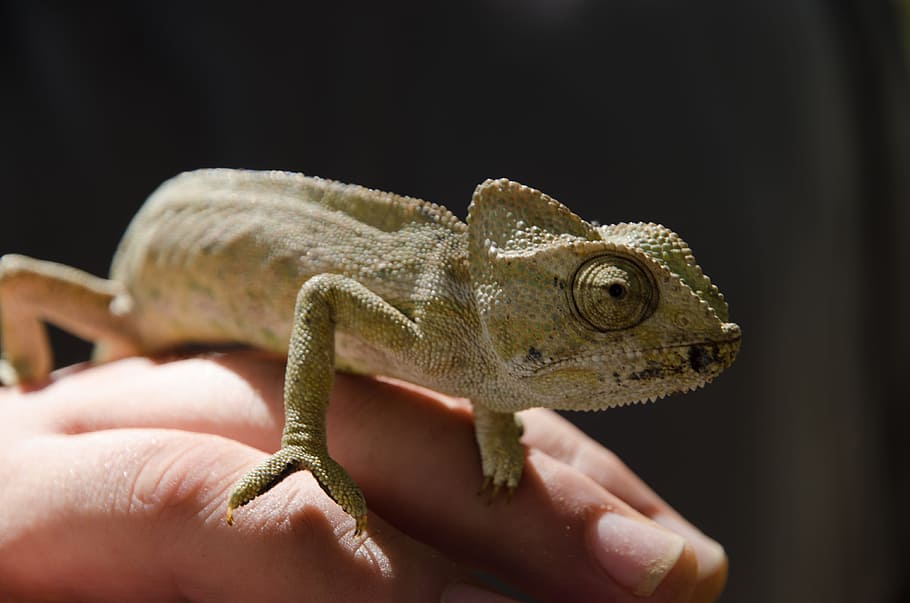 Kamelion, Brown, Hand, Animal, Keep, wildlife photography, creature HD wallpaper