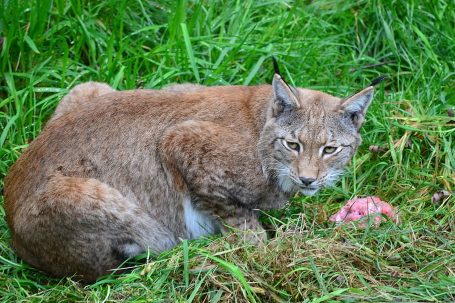 Brown Bobcat on Green Grass, animal, animal photography, big cat, HD wallpaper