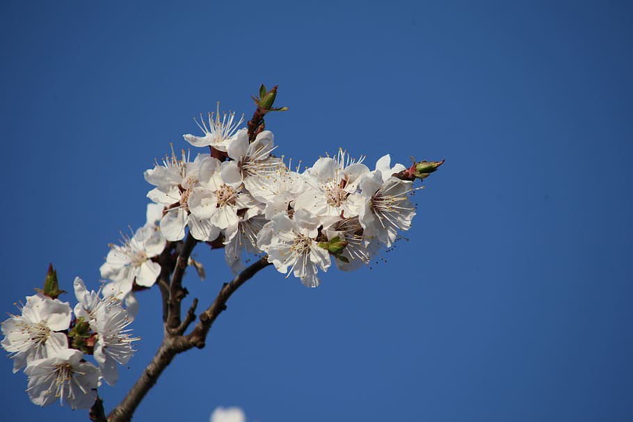 flower, tree, blue sky, apricot, flowering plant, fragility HD wallpaper