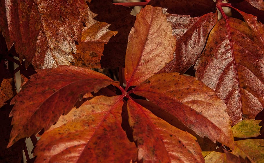 Leaves, Fall, Foliage, no people, indoors, day, close-up, food HD wallpaper