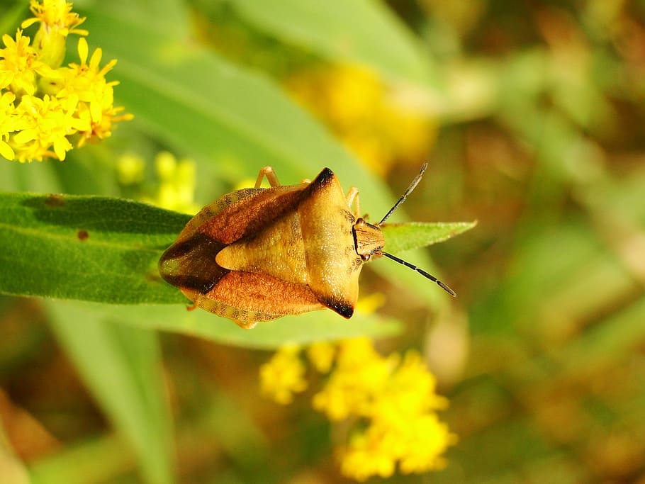 nature, leaf, insect, plant, at the court of, animals, pluskwiak HD wallpaper