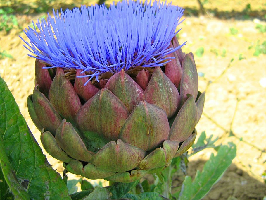 artichoke, flower, vegetable, freshness, beauty in nature, plant HD wallpaper