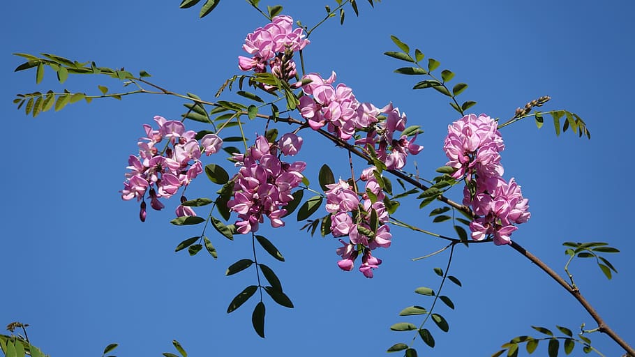 acacia rose, field, plant, flower, flowering plant, sky, tree HD wallpaper