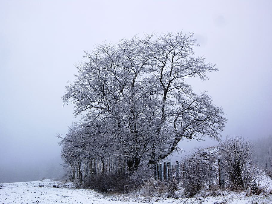 tree, winter, winter trees, snow, wintry, nature, landscape HD wallpaper