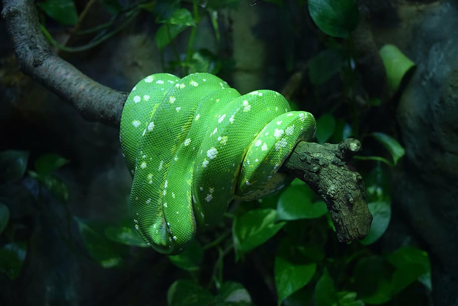 green, snake, scales, tree, branch, wild, wildlife, danger HD wallpaper