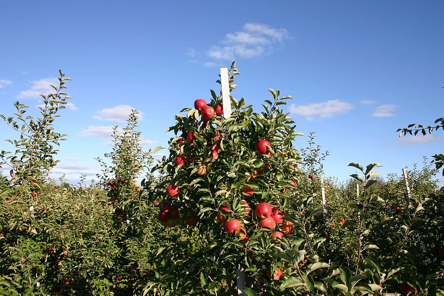 Orchard, Apple Tree, Fruit Tree, apple orchard, autumn, apples HD wallpaper
