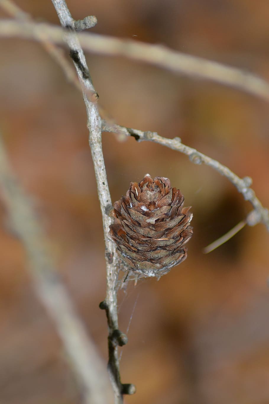 tap, pine cones, close, ground, forest, forest floor, pine greenhouse HD wallpaper