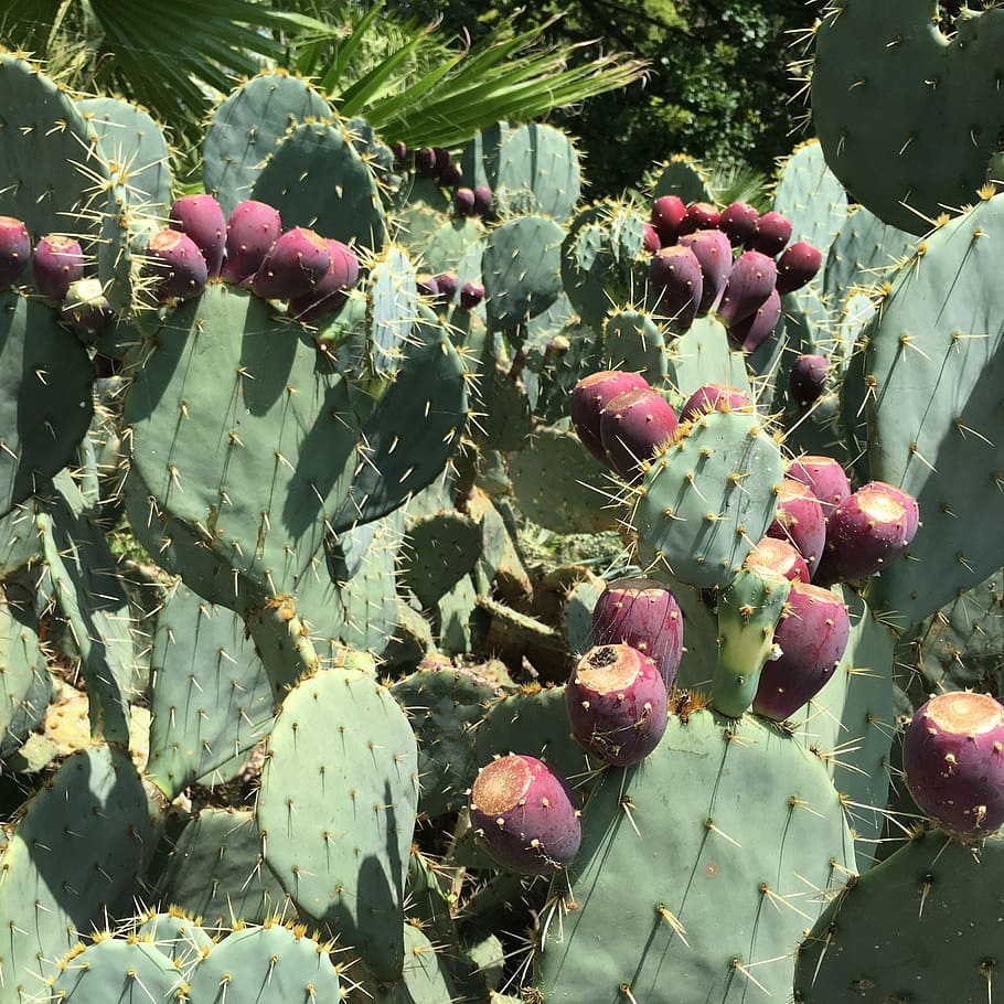cactus fruit, prickly, thorn, succulent plant, growth, prickly pear cactus HD wallpaper