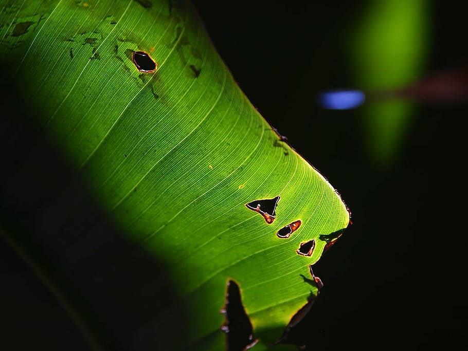 leaf, sun, shining, transparent, light green, frame, shadow HD wallpaper