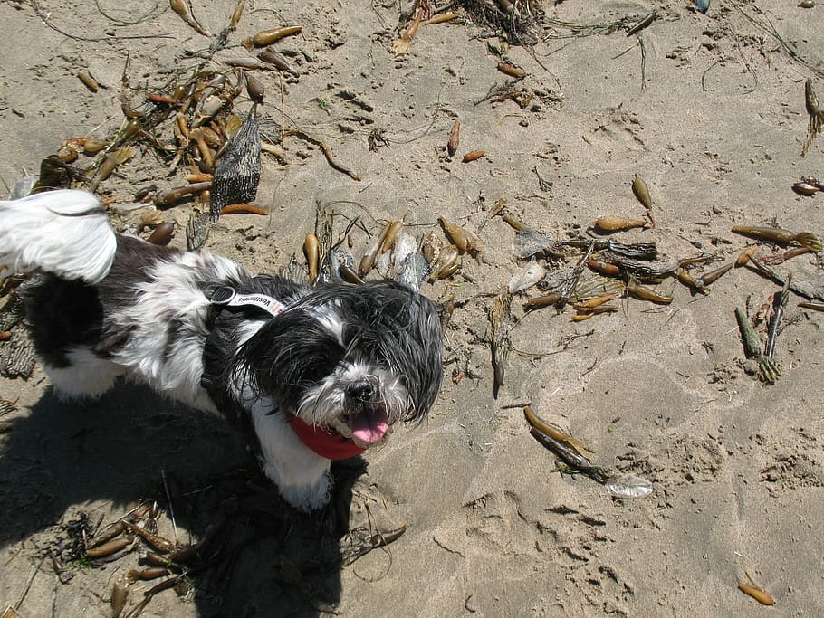 dog, beach, sun, sand, animal, pet, domestic animals, one animal HD wallpaper