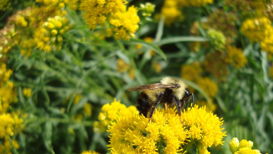 bumblebee, insect, animal themes, flowering plant, animal wildlife HD wallpaper