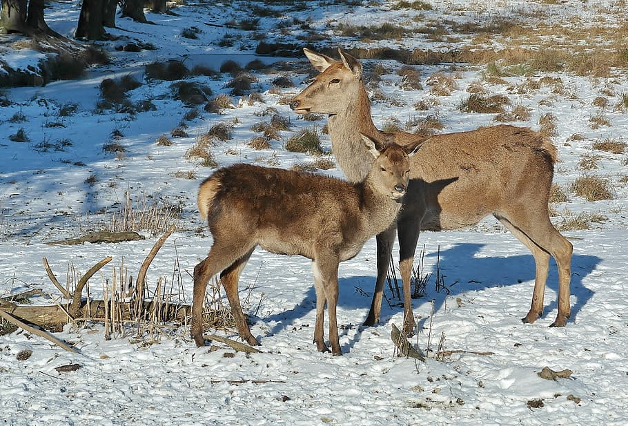 two brown deer standing on snowfield, forest, fallow deer, nature HD wallpaper