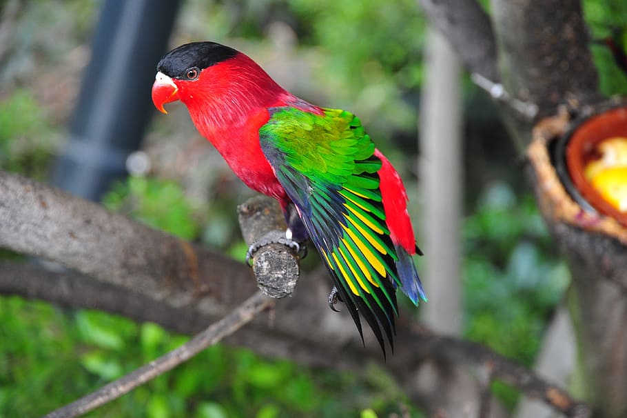 bird, tropics, parrot, animal themes, multi colored, vertebrate HD wallpaper
