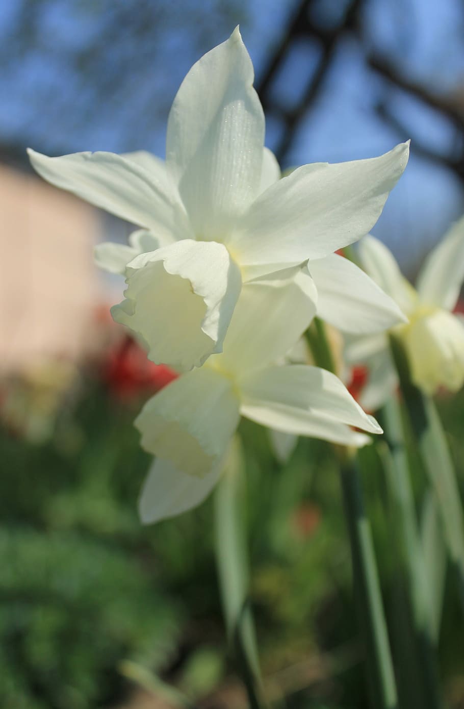 Flower, White, Daffodil, Spring, Bloom, blooming, garden, nature HD wallpaper