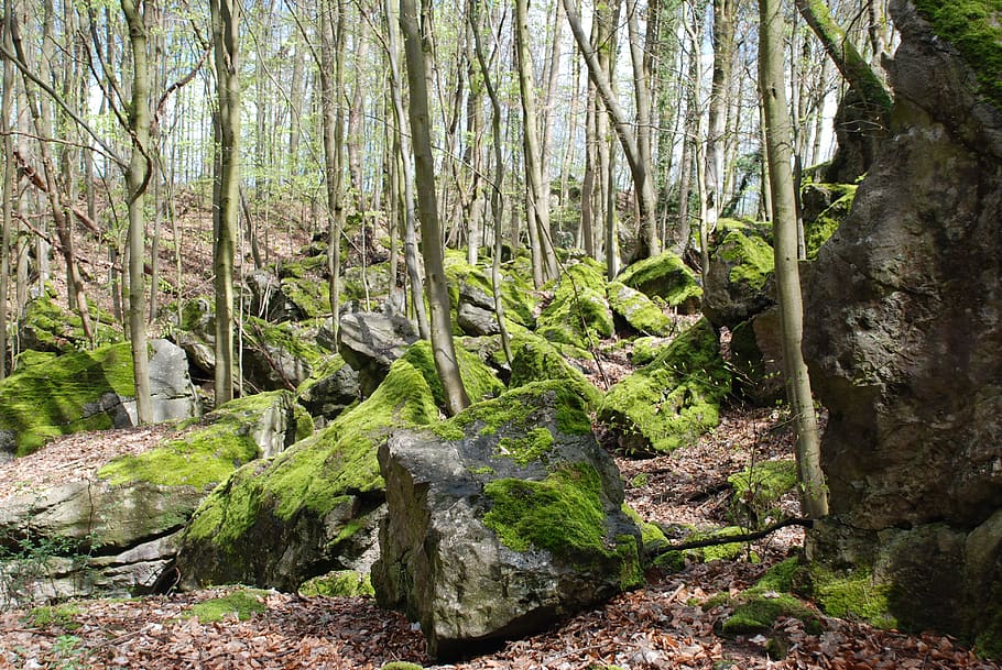 rock sea, moss, forest, tree, plant, land, tranquility, beauty in nature HD wallpaper
