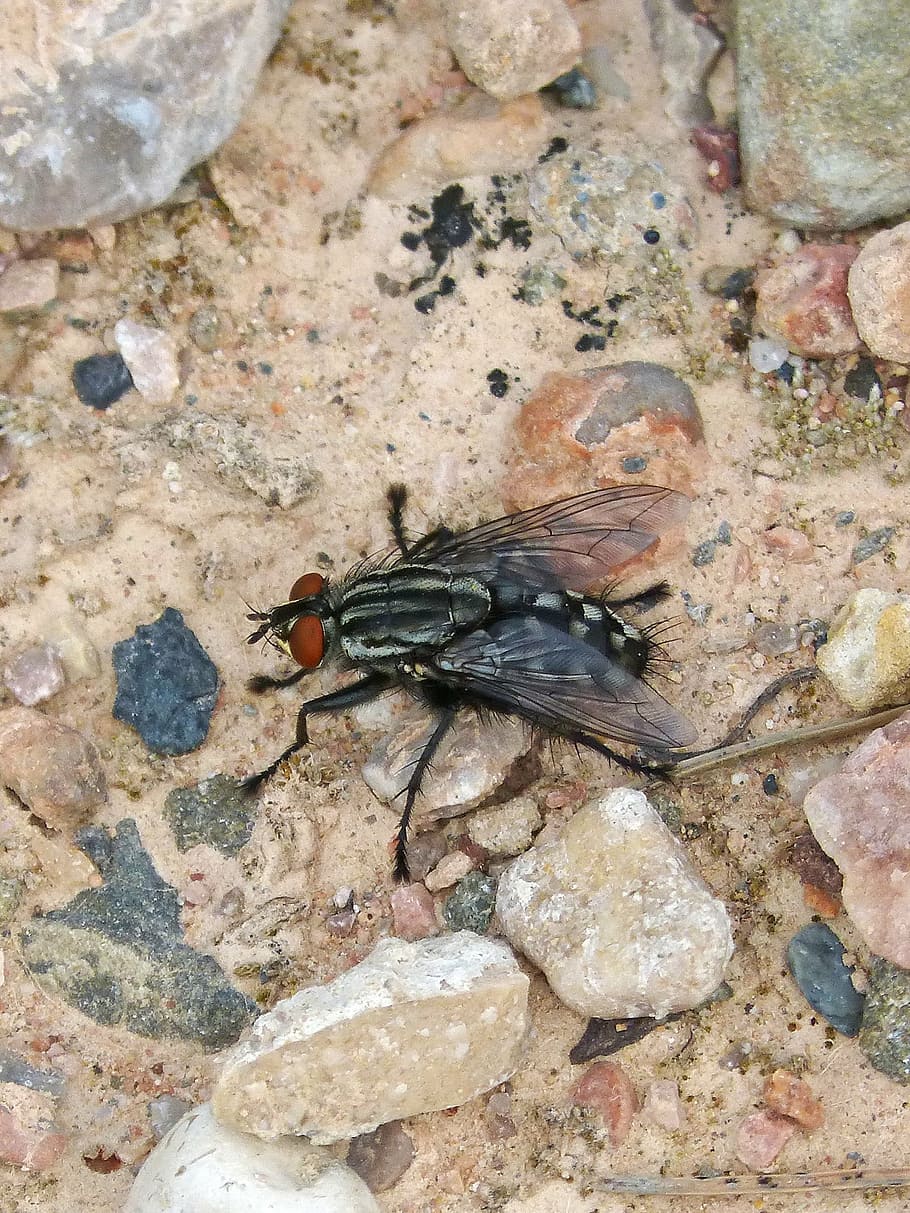 black housefly on beige surface, botfly, insect, nuisance, animal wildlife HD wallpaper