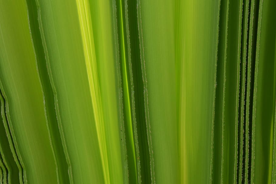background, green, palm leaf, structure, fold, light, green color HD wallpaper