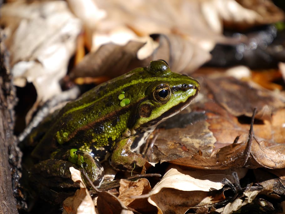 Frog, Toad, Close, Brown, Eyes, Animal, green, leaves, animals in the wild HD wallpaper