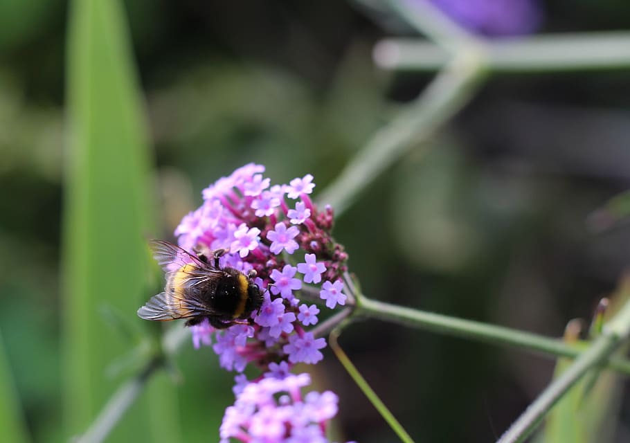 bumblebee, summer, insect, nature, honey, wild, wing, wildlife HD wallpaper