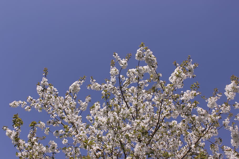 blossom, bloom, cherry, spring, tree, white, blue, branches HD wallpaper